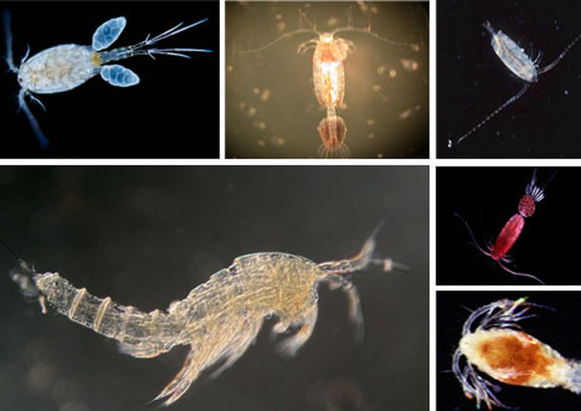 Bộ chân kiếm (copepod) nhảy cao. Đối với động vật giáp xác thuộc bộ chân kiếm, nhảy chính là giải pháp để có thể thoát khỏi những kẻ săn mồi dưới nước lớn hơn mình như sứa, cá trích và cá thu. Loài này được công nhận là nhảy cao nhất trên thế giới, làm thế nào một con vật siêu nhỏ lại có thể tạo ra tốc độ như vậy?